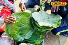 Bankura News: পিঠে তৈরির জন্য লাগবেই লাগবে! মকর সংক্রান্তির আগে বসেছে 'শালপাতার হাট', খাতড়া বাজার জুড়ে উৎসবের আমেজ