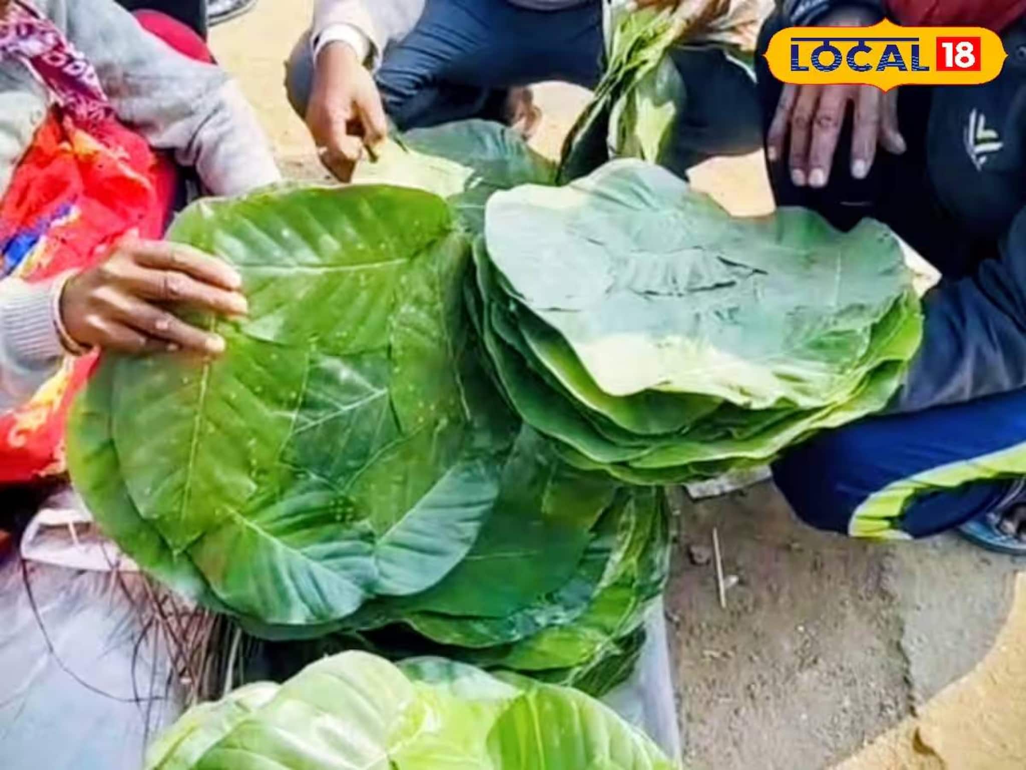 পিঠে তৈরির জন্য লাগবেই লাগবে! মকর সংক্রান্তির আগে বসেছে 'শালপাতার হাট' পিঠে তৈরির জন্য লাগবেই লাগবে! মকর সংক্রান্তির আগে বসেছে 'শালপাতার হাট'