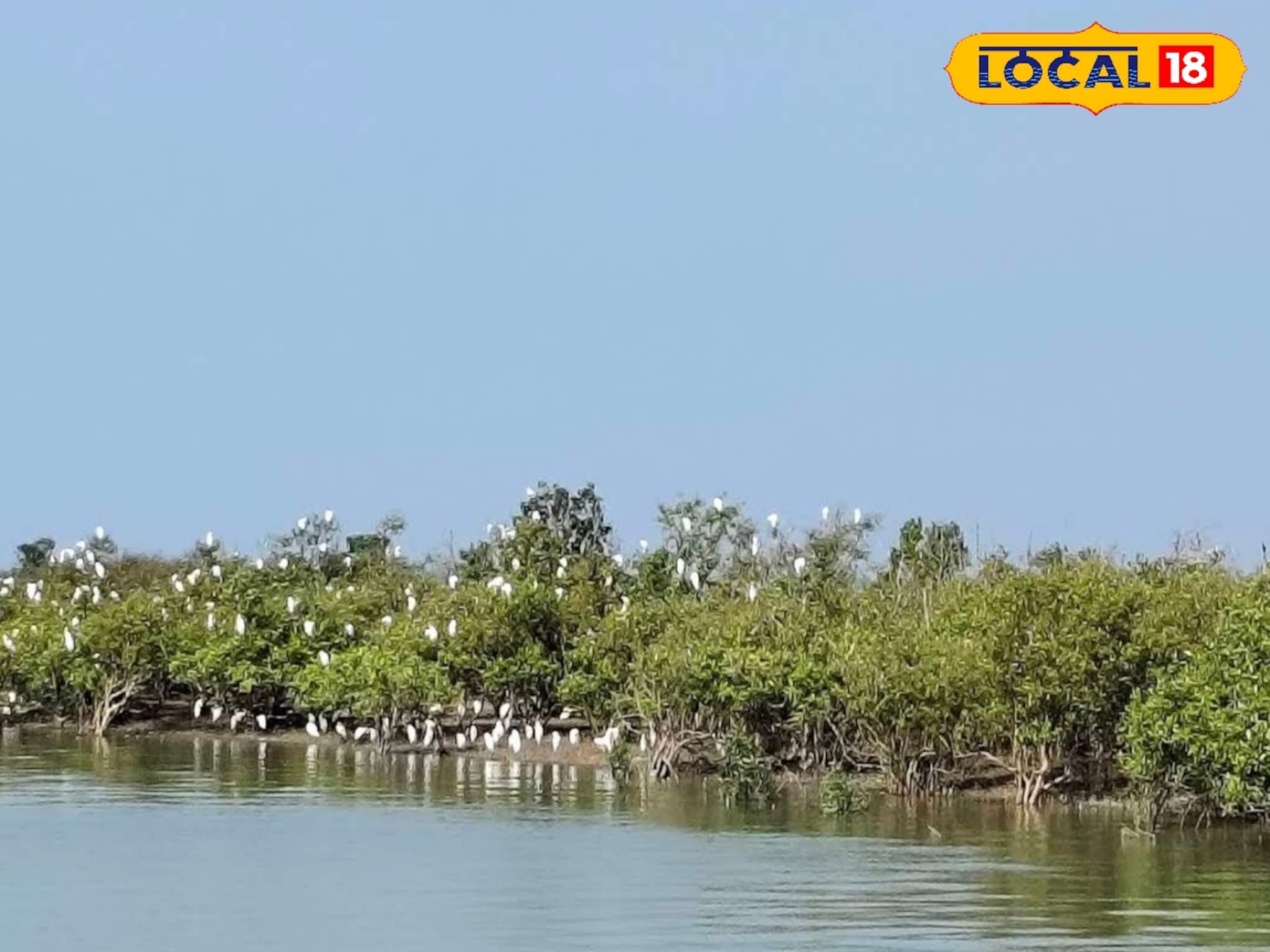 কলকাতার খুব কাছেই পরিযায়ী পাখিদের স্বর্গরাজ্য! নিরিবিলিতে উইকেন্ড ট্রিপের জন্য সেরা কলকাতার খুব কাছেই পরিযায়ী পাখিদের স্বর্গরাজ্য! নিরিবিলিতে উইকেন্ড ট্রিপের জন্য সেরা