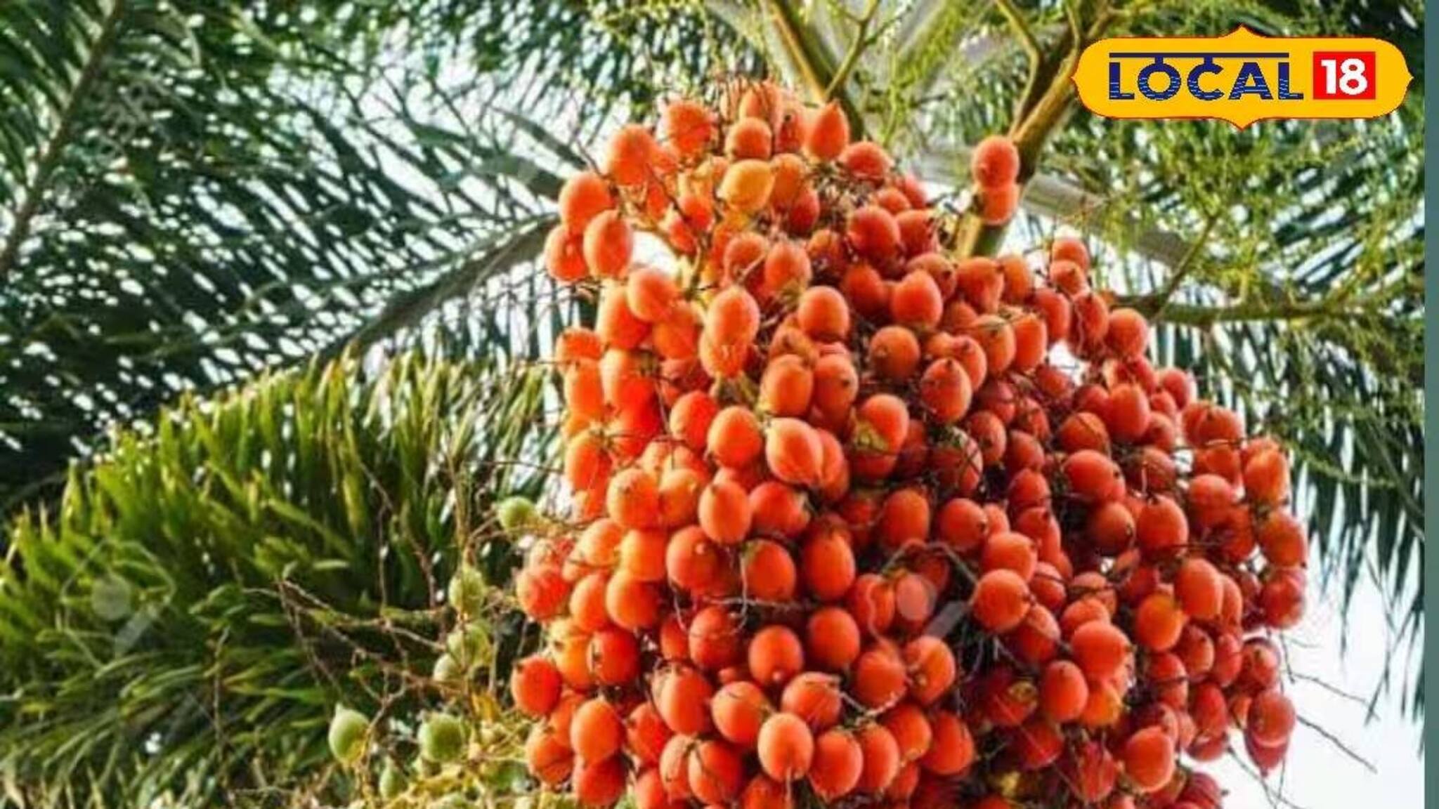 কম খরচ, কম পরিচর্যায় লাভ অনেক! বিকল্প চাষ হিসেবে দিন দিন বাড়ছে সুপারি চাষের চাহিদা