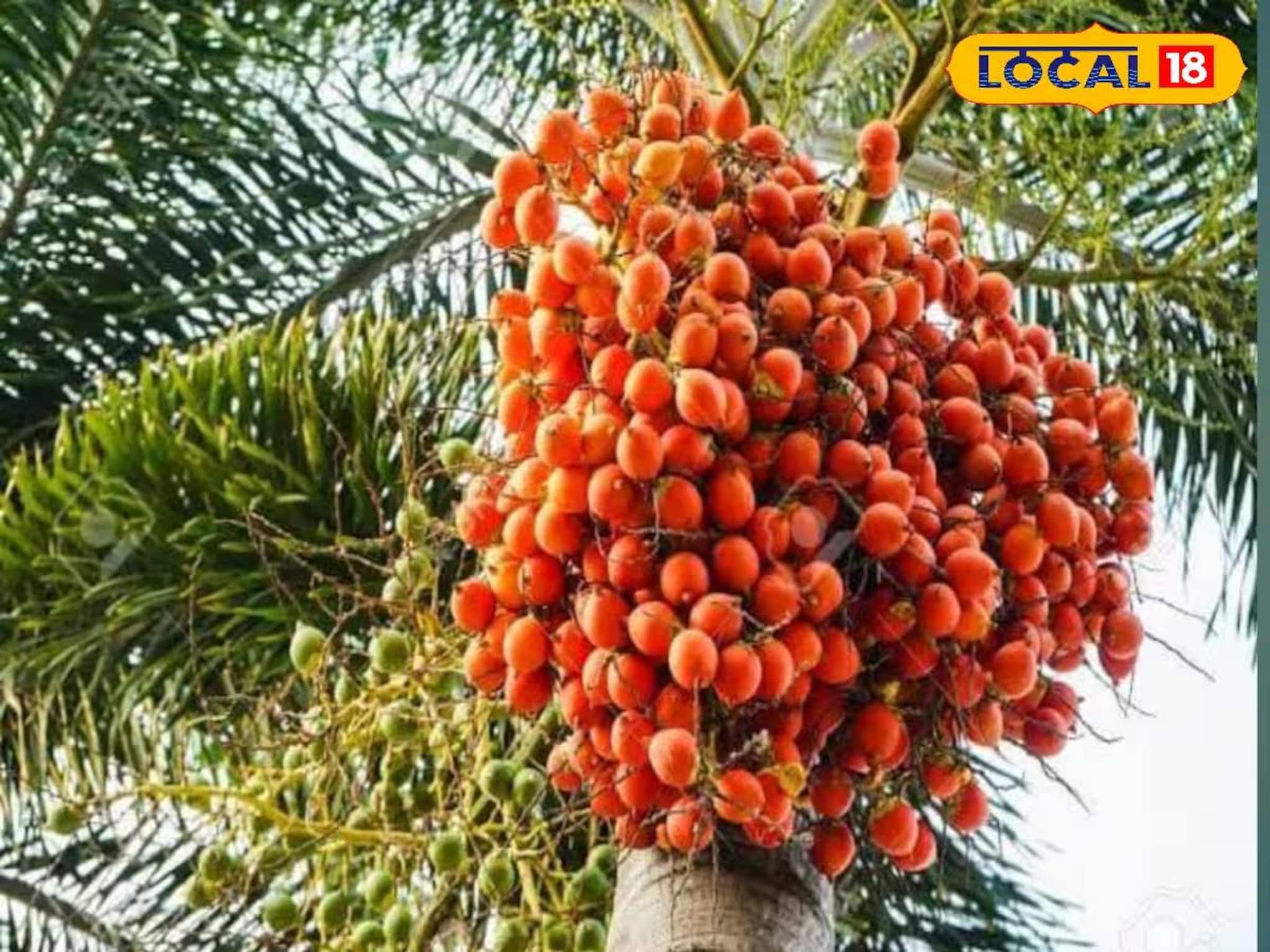 কম খরচ, কম পরিচর্যায় লাভ অনেক! বিকল্প চাষ হিসেবে দিন দিন বাড়ছে সুপারি চাষের চাহিদা কম খরচ, কম পরিচর্যায় লাভ অনেক! বিকল্প চাষ হিসেবে দিন দিন বাড়ছে সুপারি চাষের চাহিদা