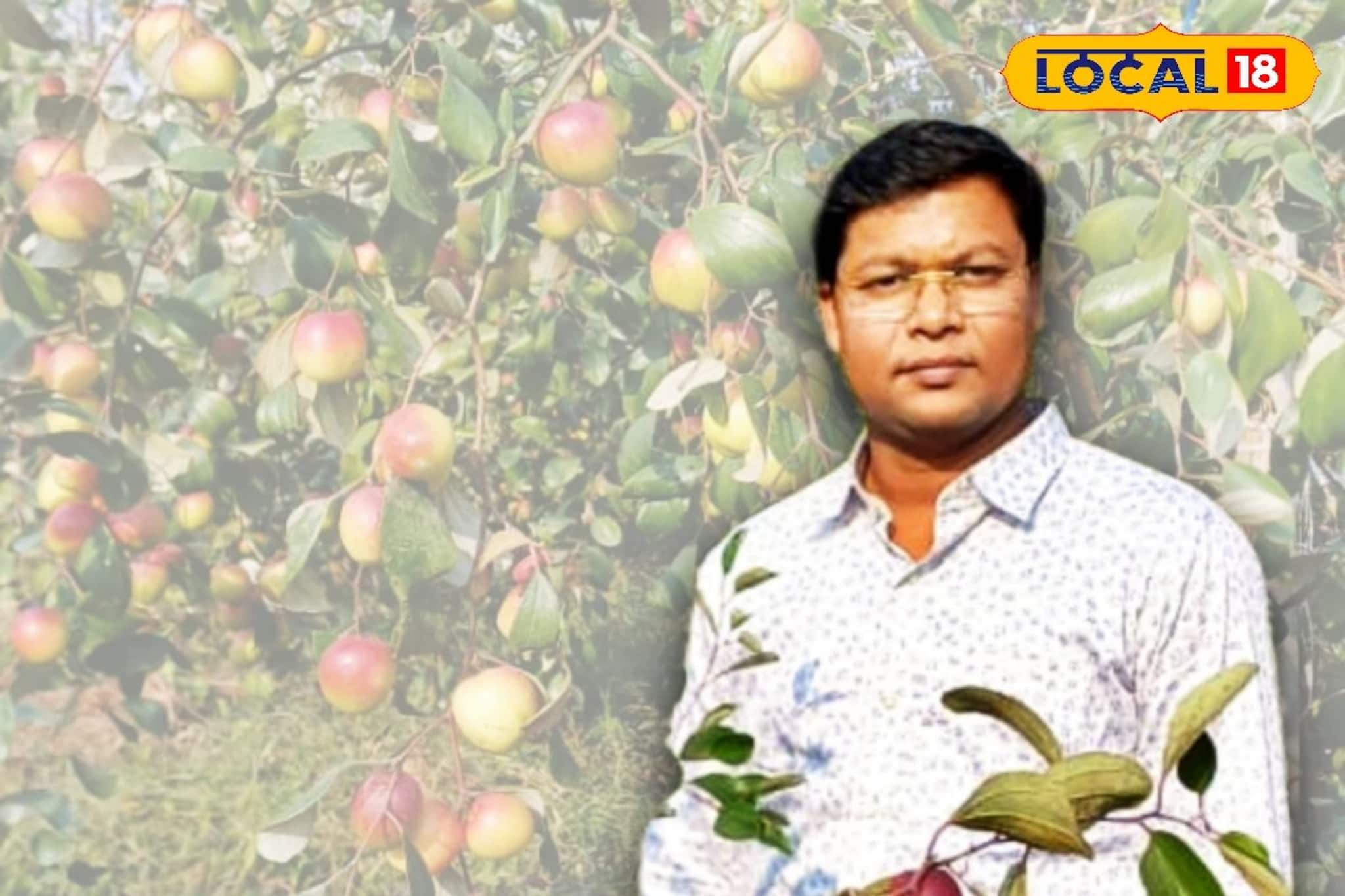 মেদিনীপুরের যুবকের অভিনব বিজনেস আইডিয়াতে রুক্ষ মাটিতে ফলছে ভারতসুন্দরী কুল, লাভ হচ্ছে অঢেল