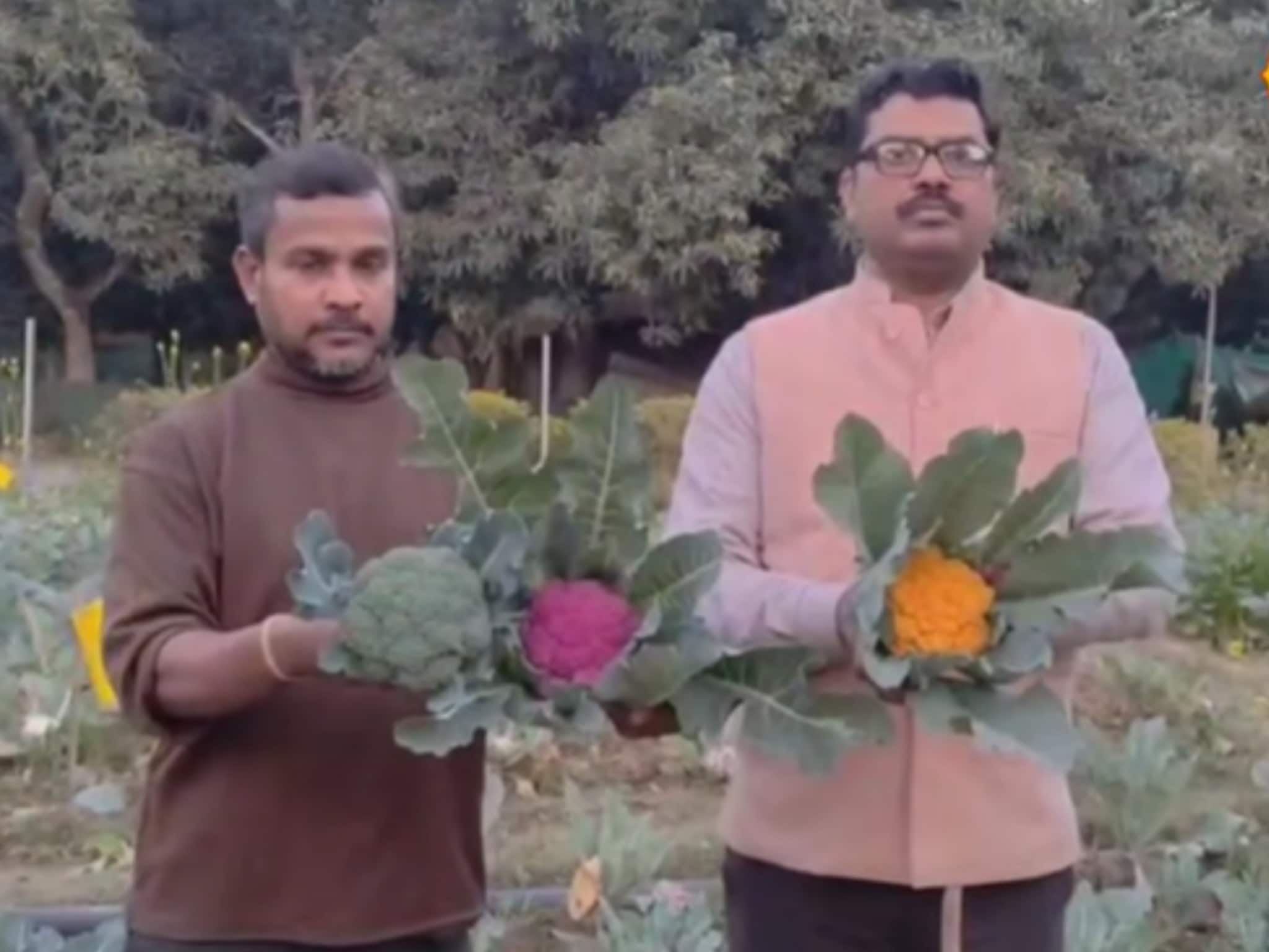 হলুদ-সবুজ-বেগুনি-সাদা নানা রঙের ফুলকপি! স্বাদে-গুনে ভরপুর কোথায় পাবেন জেনে নিন