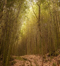 সিটি অফ বাম্বু? ঠিক পড়েছেন, ‘বাঁশের শহর’ আছে আমাদের দেশেই, প্রকৃতির মোহময়ী রূপে মুগ্ধ
