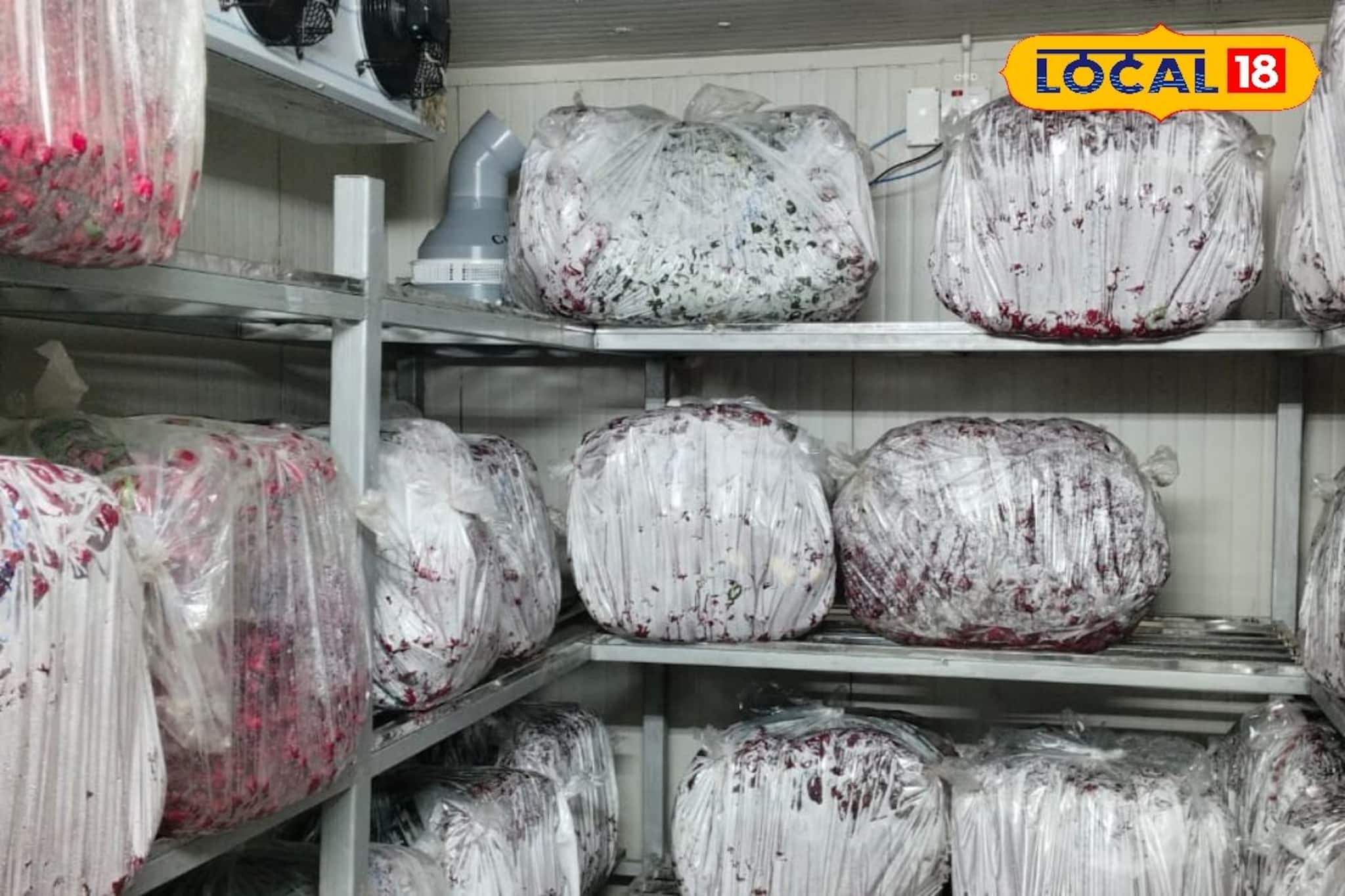 হিমঘরে সংরক্ষিত ভালবাসার 'প্রতীক'! তাজা গোলাপের সুগন্ধে ভরে উঠুক এবারের ভ্যালেন্টাইন্স ডে