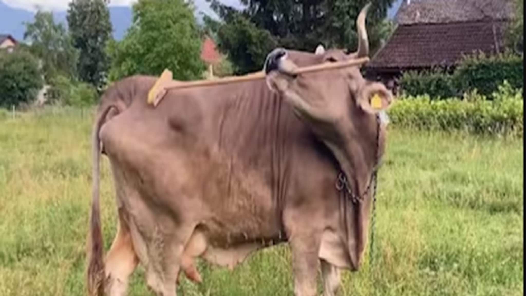 Veronica Wonder Cow: লাঠি দিয়ে নিজের পিঠ চুলকাচ্ছে গরু, ভেরোনিকার বুদ্ধিতে তাজ্জব বিজ্ঞানীরা! দেখুন ভিডিও