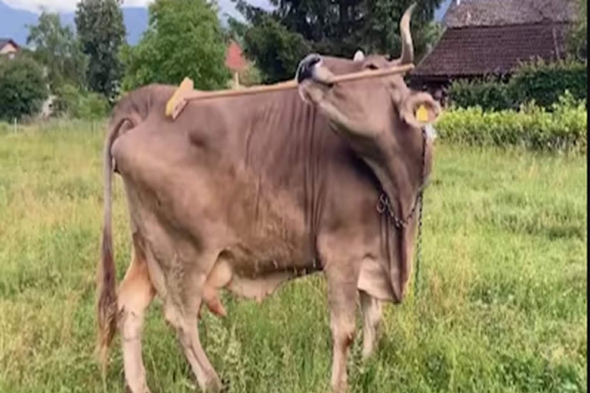 লাঠি দিয়ে নিজের পিঠ চুলকাচ্ছে গরু, ভেরোনিকার বুদ্ধিতে তাজ্জব বিজ্ঞানীরা! দেখুন ভিডিও