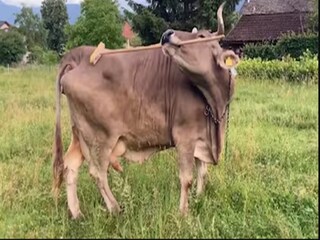 লাঠি দিয়ে পিঠ চুলকায় ভেরোনিকা৷ 