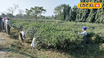 দলসিংপাড়া চা বাগান