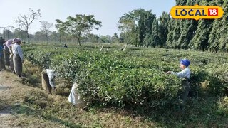 দলসিংপাড়া চা বাগান