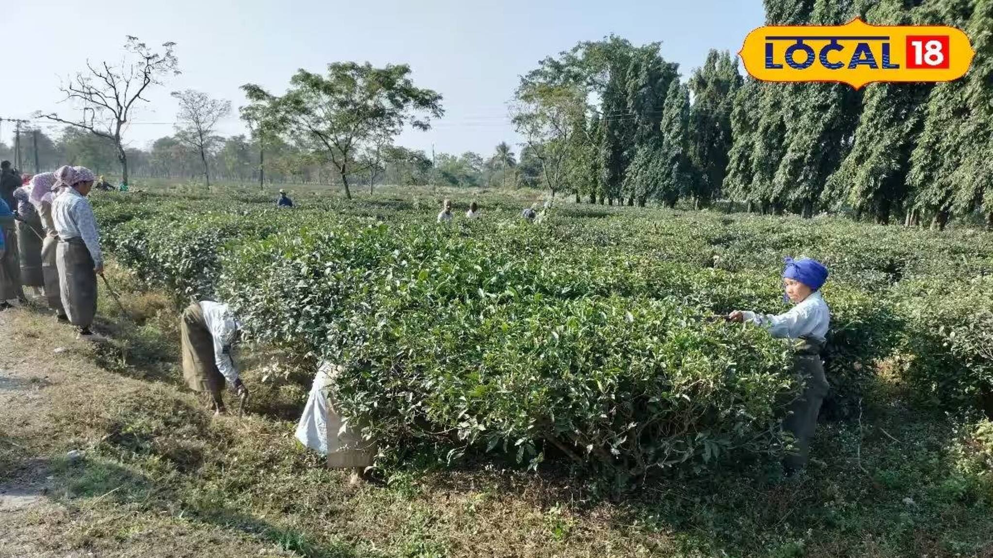 আড়াই বছর পর ফের খুলল দলসিংপাড়া চা বাগান! শ্রমিকদের বকেয়া টাকা-বোনাস নিয়ে বড় সুখবর