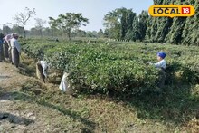 Alipurduar News: হোলির আগে মিলবে বকেয়া টাকা, পুজোর আগে বোনাস! দলসিংপাড়া চা বাগান ফের খুলতেই সুখবর পেলেন শ্রমিকরা