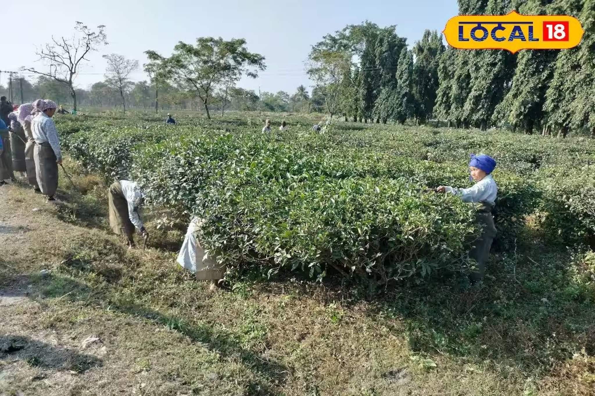 আড়াই বছর পর ফের খুলল দলসিংপাড়া চা বাগান! শ্রমিকদের বকেয়া টাকা-বোনাস নিয়ে বড় সুখবর