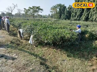 দলসিংপাড়া চা বাগান