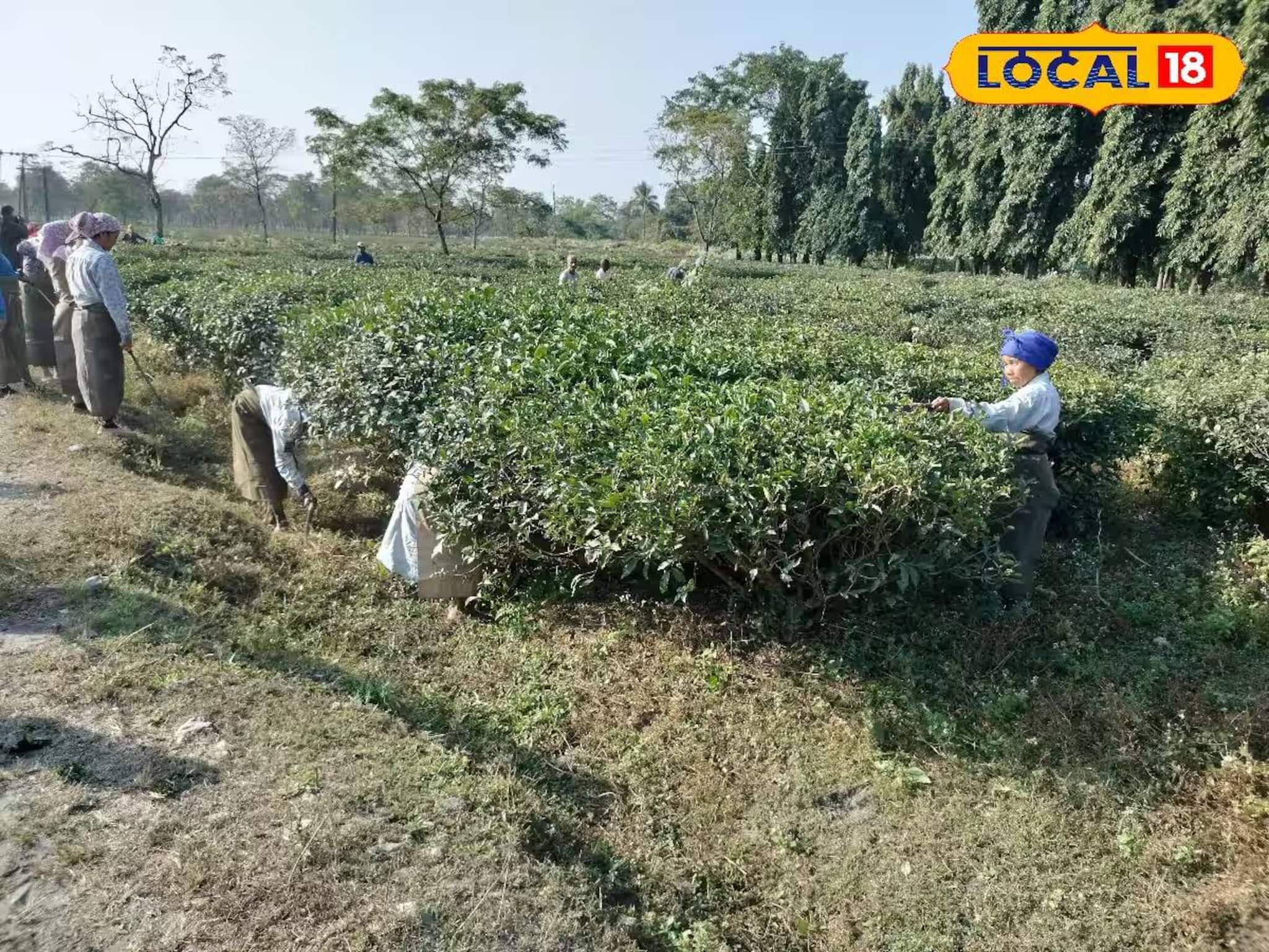 আড়াই বছর পর ফের খুলল দলসিংপাড়া চা বাগান! শ্রমিকদের বকেয়া টাকা-বোনাস নিয়ে বড় সুখবর