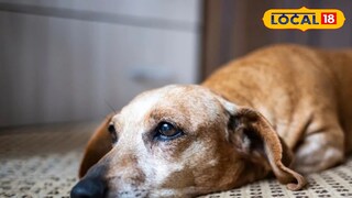 পথকুকুর পথকুকুর