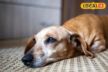 Animal Cruelty: পথকুকুরকে পিটিয়ে আধমরা! আহত সারমেয়কে বাঁচাতে গিয়ে নিগৃহীত পশুপ্রেমী দম্পতি, নির্মম ঘটনার সাক্ষী মধ্যমগ্রাম