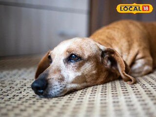 পথকুকুর 