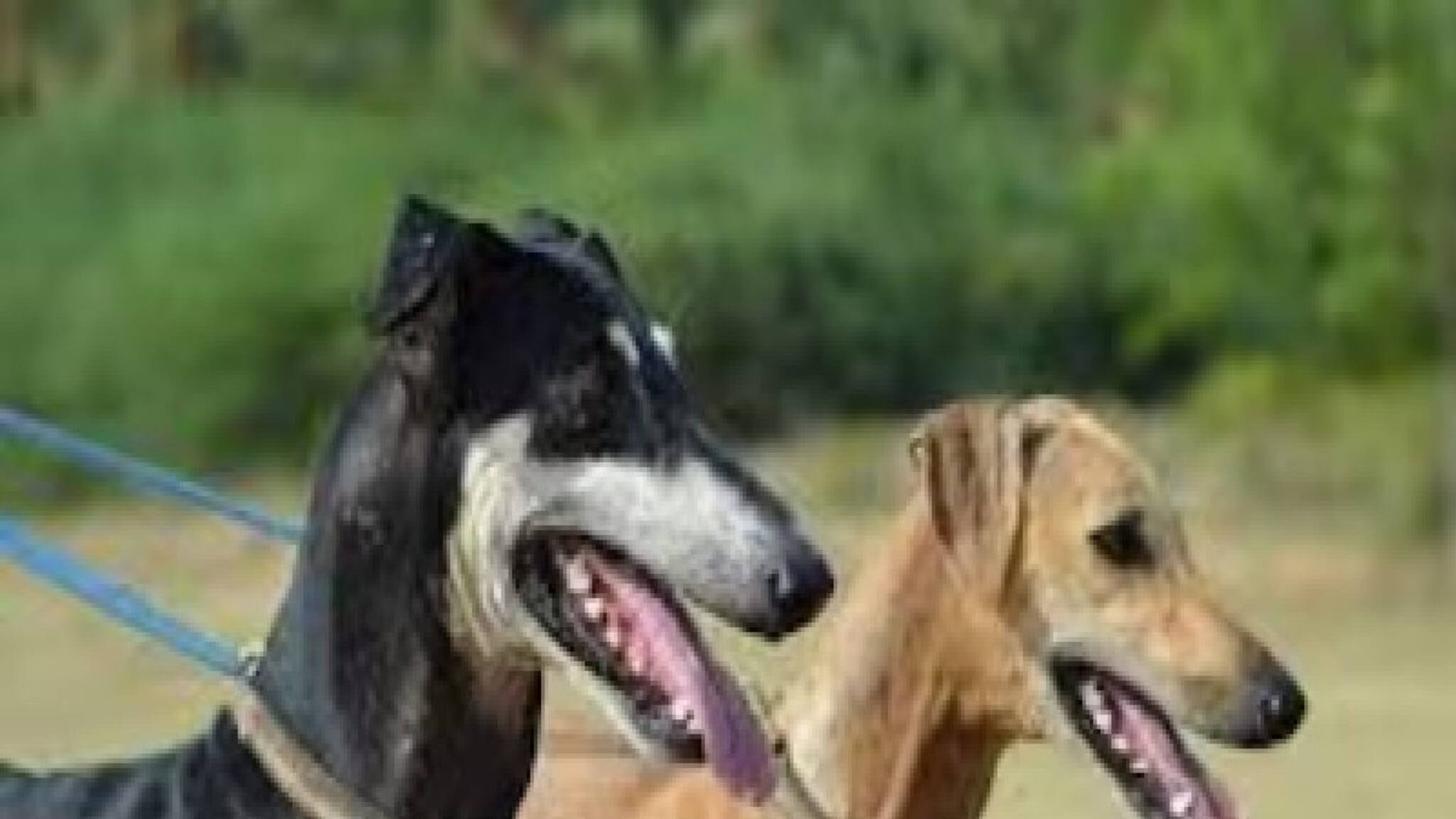 Pet Dog Attack: বেঙ্গালুরুতে পোষা কুকুরের আক্রমণে রক্তাক্ত মহিলা, মুখ-ঘাড়ে পড়ল ৫০টির বেশি সেলাই!