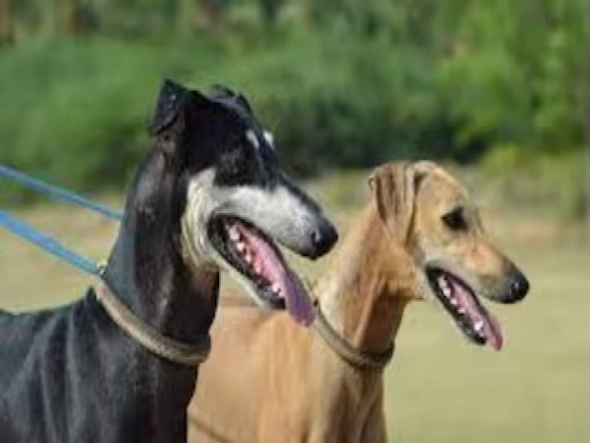 বেঙ্গালুরুতে পোষা কুকুরের আক্রমণে রক্তাক্ত মহিলা, মুখ-ঘাড়ে পড়ল ৫০টির বেশি সেলাই! বেঙ্গালুরুতে পোষা কুকুরের আক্রমণে রক্তাক্ত মহিলা, মুখ-ঘাড়ে পড়ল ৫০টির বেশি সেলাই!