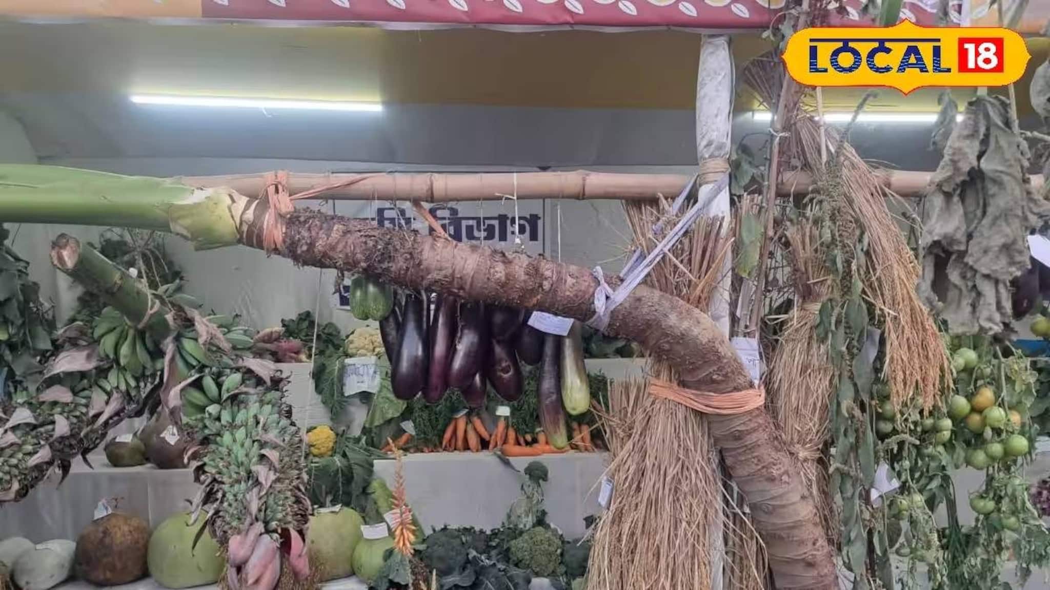 লম্বায় প্রায় ১০ ফুট! বর্ধমানের সবজি স্টলে দৈত্যাকার মানকচু