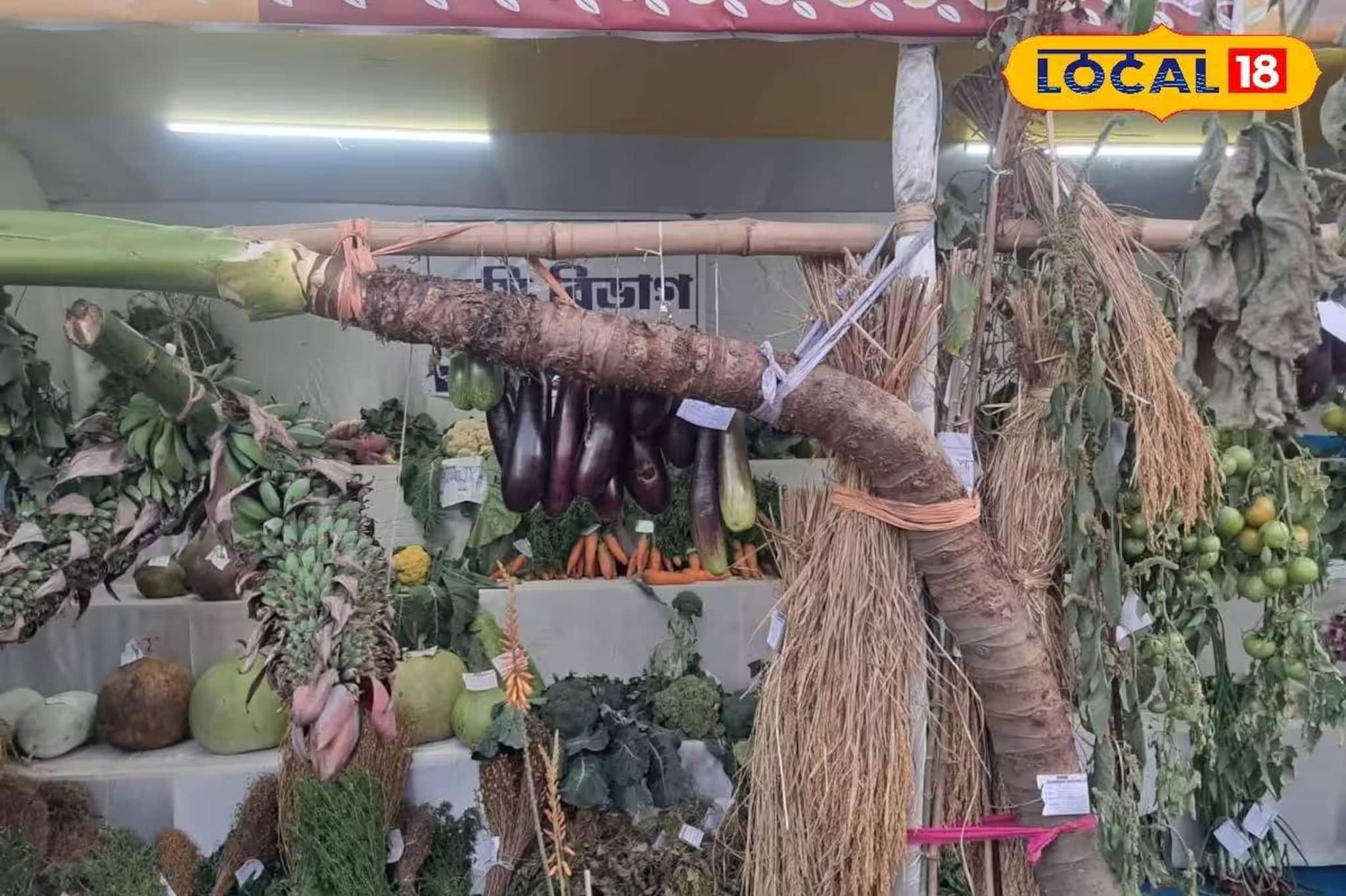 লম্বায় প্রায় ১০ ফুট! বর্ধমানের সবজি স্টলে দৈত্যাকার মানকচু