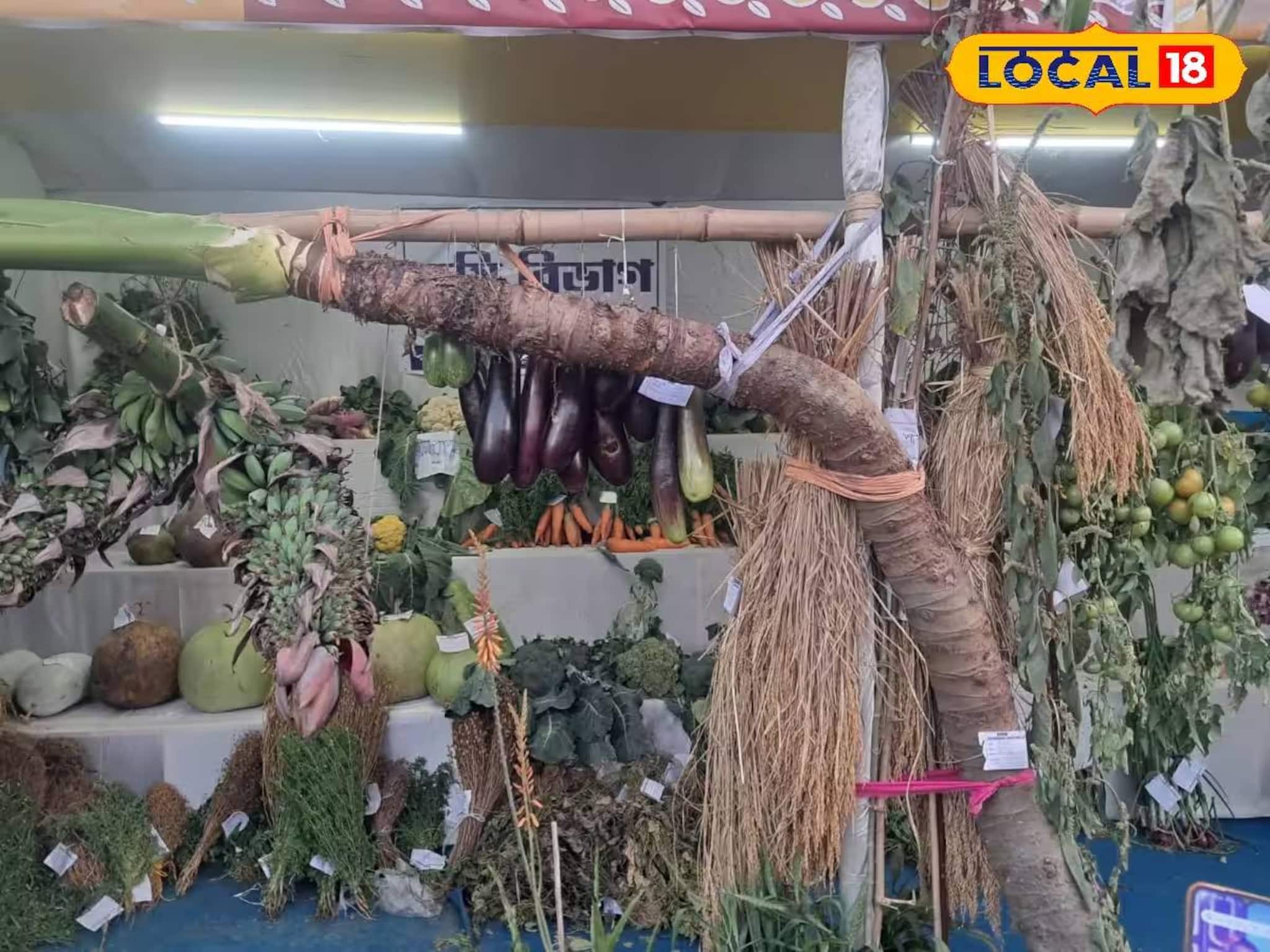 লম্বায় প্রায় ১০ ফুট! বর্ধমানের সবজি স্টলে দৈত্যাকার মানকচু