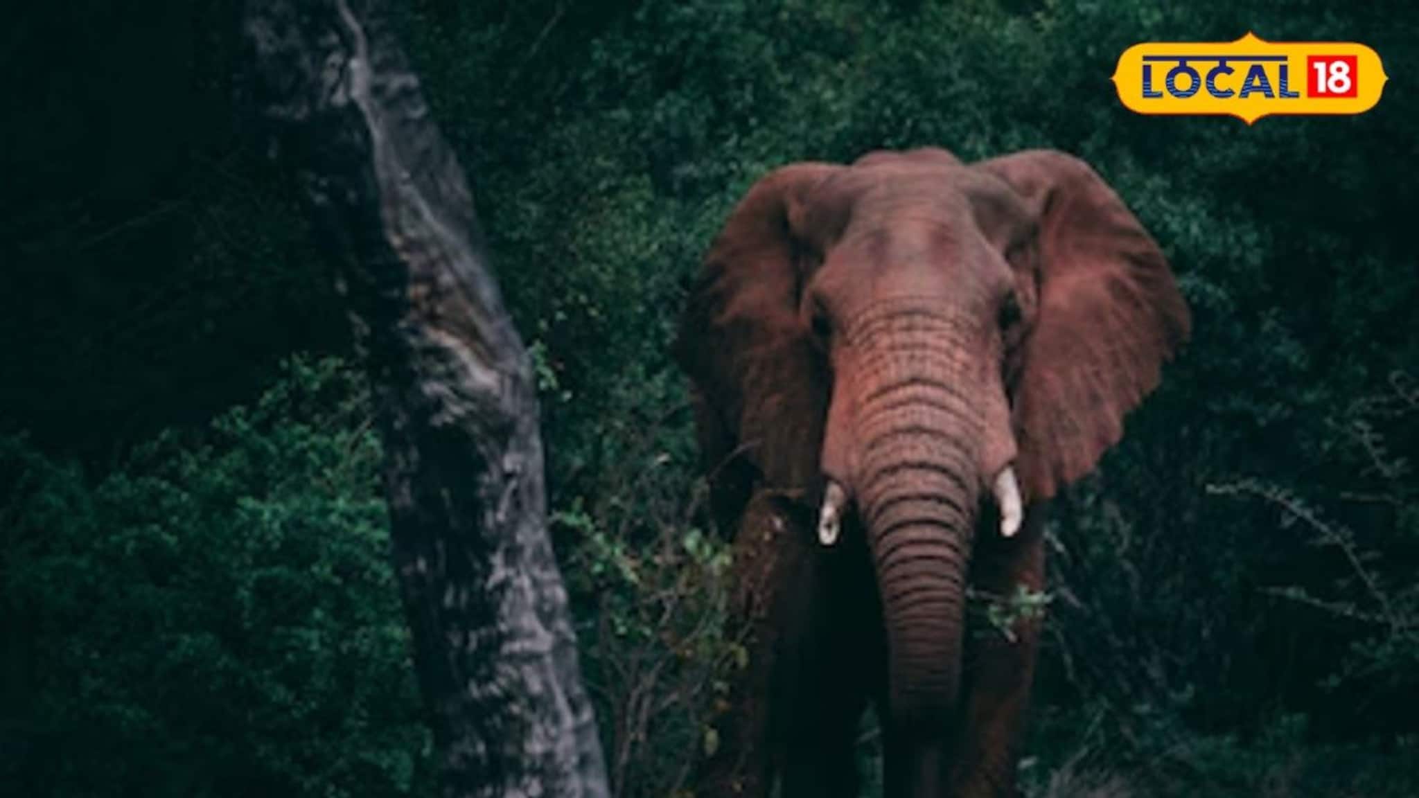 Elephant Menace: বাঁকুড়ার জঙ্গলে বাড়ছে হাতি! রাতের অন্ধকারে গ্রামে ঢুকে দলছুট দাঁতালের তাণ্ডব, সোনামুখীতে আতঙ্ক