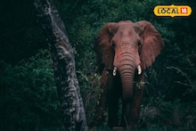 Elephant Menace: বাঁকুড়ার জঙ্গলে বাড়ছে হাতি! রাতের অন্ধকারে গ্রামে ঢুকে দলছুট দাঁতালের তাণ্ডব, সোনামুখীতে আতঙ্ক