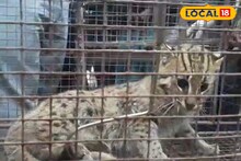 Fishing Cat Rescue: মাংস খাওয়ার লালসা! বস্তাবন্দি করে লুকিয়ে রাখা বাঘরোল, উলুবেড়িয়ায় ভয়ঙ্কর অমানবিক দৃশ্য