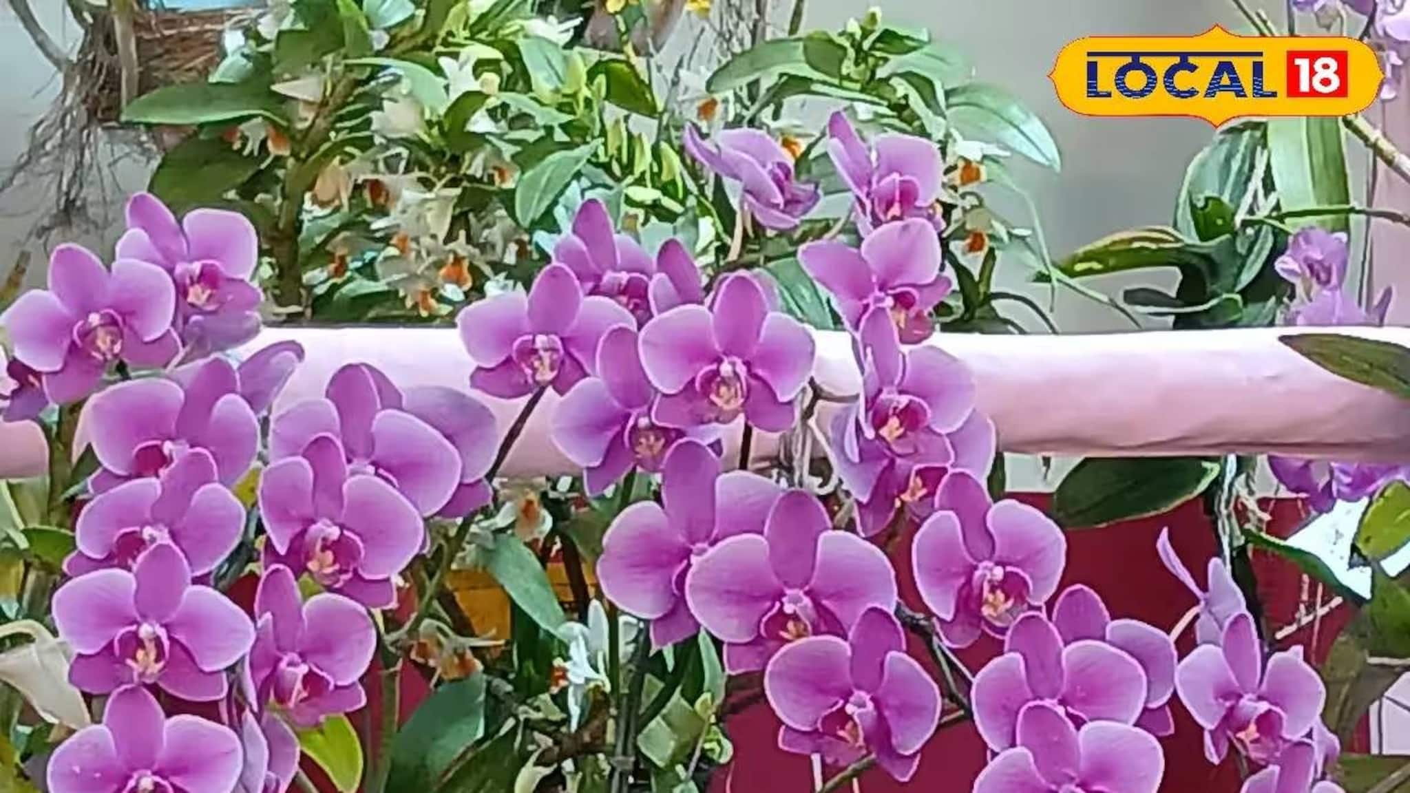 Flower Fair: এক ঠিকানাতেই রাজ্যের নানা প্রান্তের আকর্ষণীয় ফুল! হাওড়ায় জমাটি ফুল মেলা, প্রথম দিন থেকে থিকথিকে ভিড়