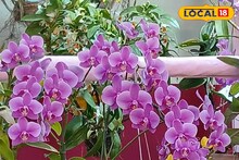 Flower Fair: এক ঠিকানাতেই রাজ্যের নানা প্রান্তের আকর্ষণীয় ফুল! হাওড়ায় জমাটি ফুল মেলা, প্রথম দিন থেকে থিকথিকে ভিড়