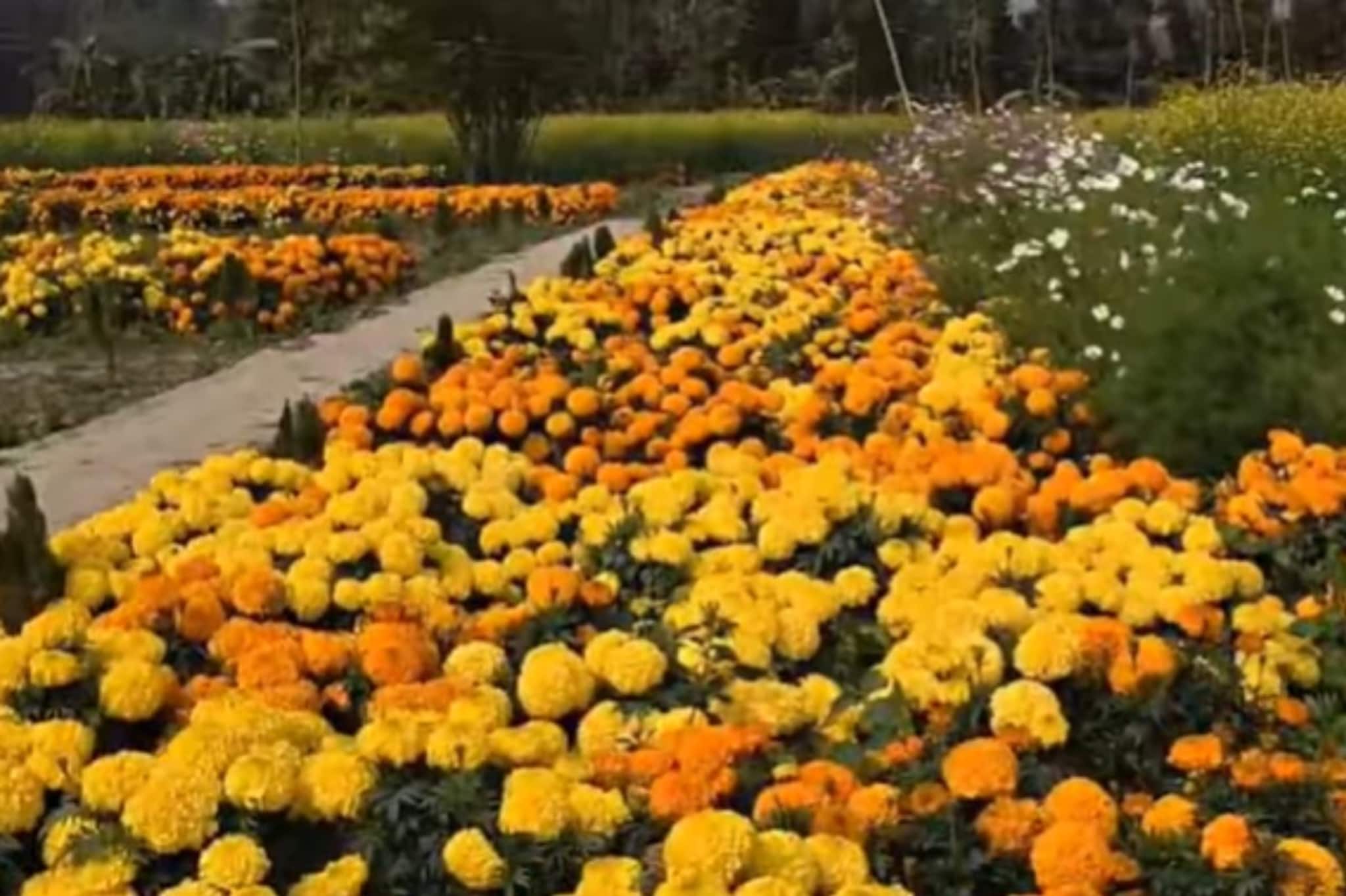 ঘুরে আসুন রঙিন ফুলের সমারোহে, এ যেন বসিরহাটের বুকে এক ছোট্ট ফুলের উপত্যকা ঘুরে আসুন রঙিন ফুলের সমারোহে, এ যেন বসিরহাটের বুকে এক ছোট্ট ফুলের উপত্যকা