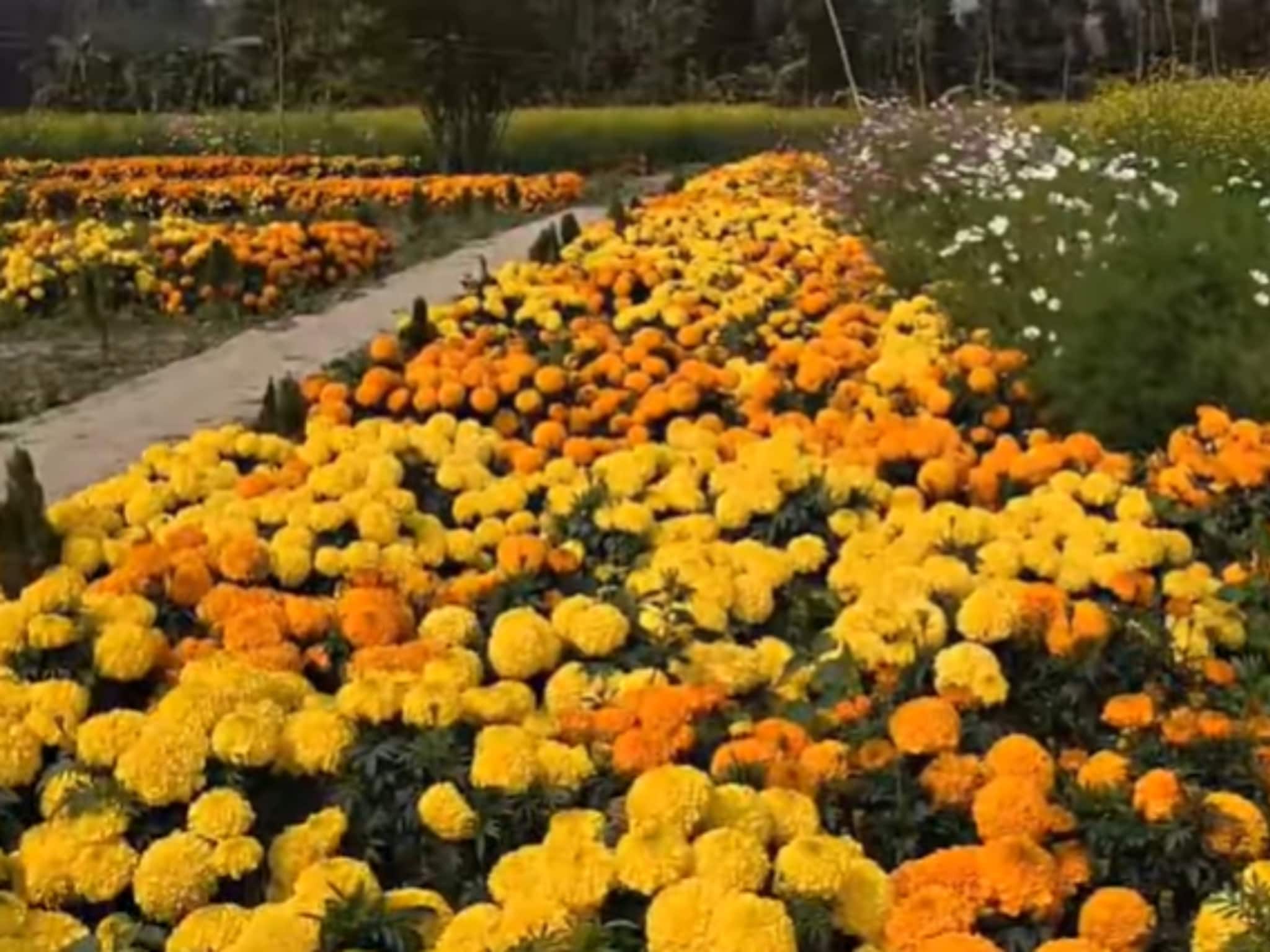 ঘুরে আসুন রঙিন ফুলের সমারোহে, এ যেন বসিরহাটের বুকে এক ছোট্ট ফুলের উপত্যকা ঘুরে আসুন রঙিন ফুলের সমারোহে, এ যেন বসিরহাটের বুকে এক ছোট্ট ফুলের উপত্যকা