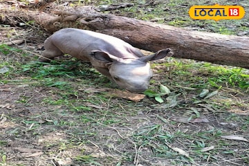 নিউ ইয়ারে জলদাপাড়ায় নিউ মেম্বার! জাতীয় উদ্যানে জন্ম নিল একশৃঙ্গ গন্ডার নিউ ইয়ারে জলদাপাড়ায় নিউ মেম্বার! জাতীয় উদ্যানে জন্ম নিল একশৃঙ্গ গন্ডার