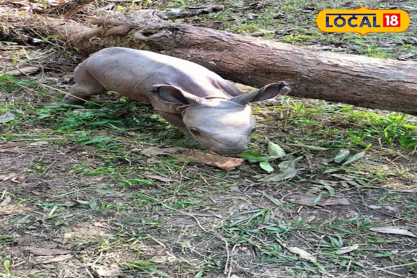 জলদাপাড়া জাতীয় উদ্যানে খুশির জোয়ার। ইংরেজি নববর্ষে জন্ম নিয়েছে একশৃঙ্গ গন্ডার। তাকে নিয়ে উচ্ছ্বসিত বনকর্মী থেকে শুরু করে আধিকারিকরা। (ছবি ও তথ্য: অনন্যা দে) জলদাপাড়া জাতীয় উদ্যানে খুশির জোয়ার। ইংরেজি নববর্ষে জন্ম নিয়েছে একশৃঙ্গ গন্ডার। তাকে নিয়ে উচ্ছ্বসিত বনকর্মী থেকে শুরু করে আধিকারিকরা। (ছবি ও তথ্য: অনন্যা দে)