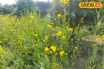 কম খরচ, কম পরিশ্রমে লাভ অনেক! সুন্দরবনে চাষের জগতে নতুন অধ্যায়, চলছে সরষে চাষ