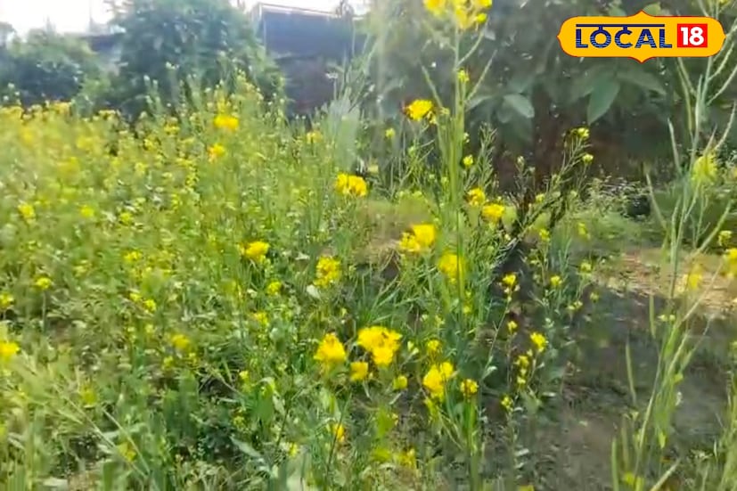 সুন্দরবনের মাটিতে সরষে চাষ করে লাভবান হচ্ছেন সুন্দরবনের কৃষকরা। মূলত সুন্দরবন কৃষি মাতৃক এলাকা তবে সুন্দরবনের মাটিতে বিভিন্ন ধরনের ধান এবং সবজি চাষ দেখা মিলে। কিন্তু সরষে চাষ দেখা যায় না। (তথ্য ও ছবি: সুমন সাহা) সুন্দরবনের মাটিতে সরষে চাষ করে লাভবান হচ্ছেন সুন্দরবনের কৃষকরা। মূলত সুন্দরবন কৃষি মাতৃক এলাকা তবে সুন্দরবনের মাটিতে বিভিন্ন ধরনের ধান এবং সবজি চাষ দেখা মিলে। কিন্তু সরষে চাষ দেখা যায় না। (তথ্য ও ছবি: সুমন সাহা)