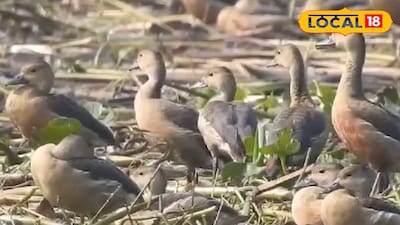 পরিযায়ী পাখি