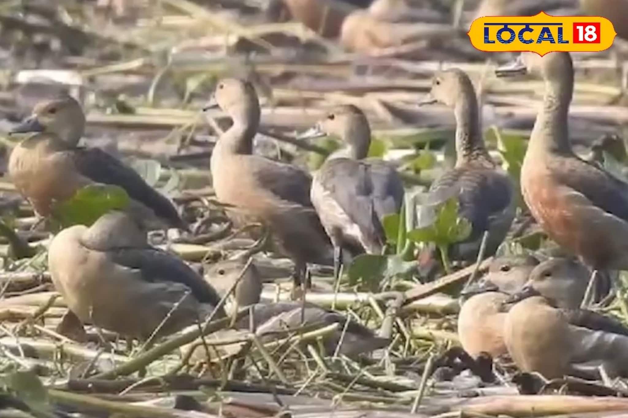 আর যেতে হবে না দূরে, বাংলাতেই রয়েছে পরিযায়ী পাখিদের স্বর্গরাজ্য, শীতে উপচে পড়া ভিড়