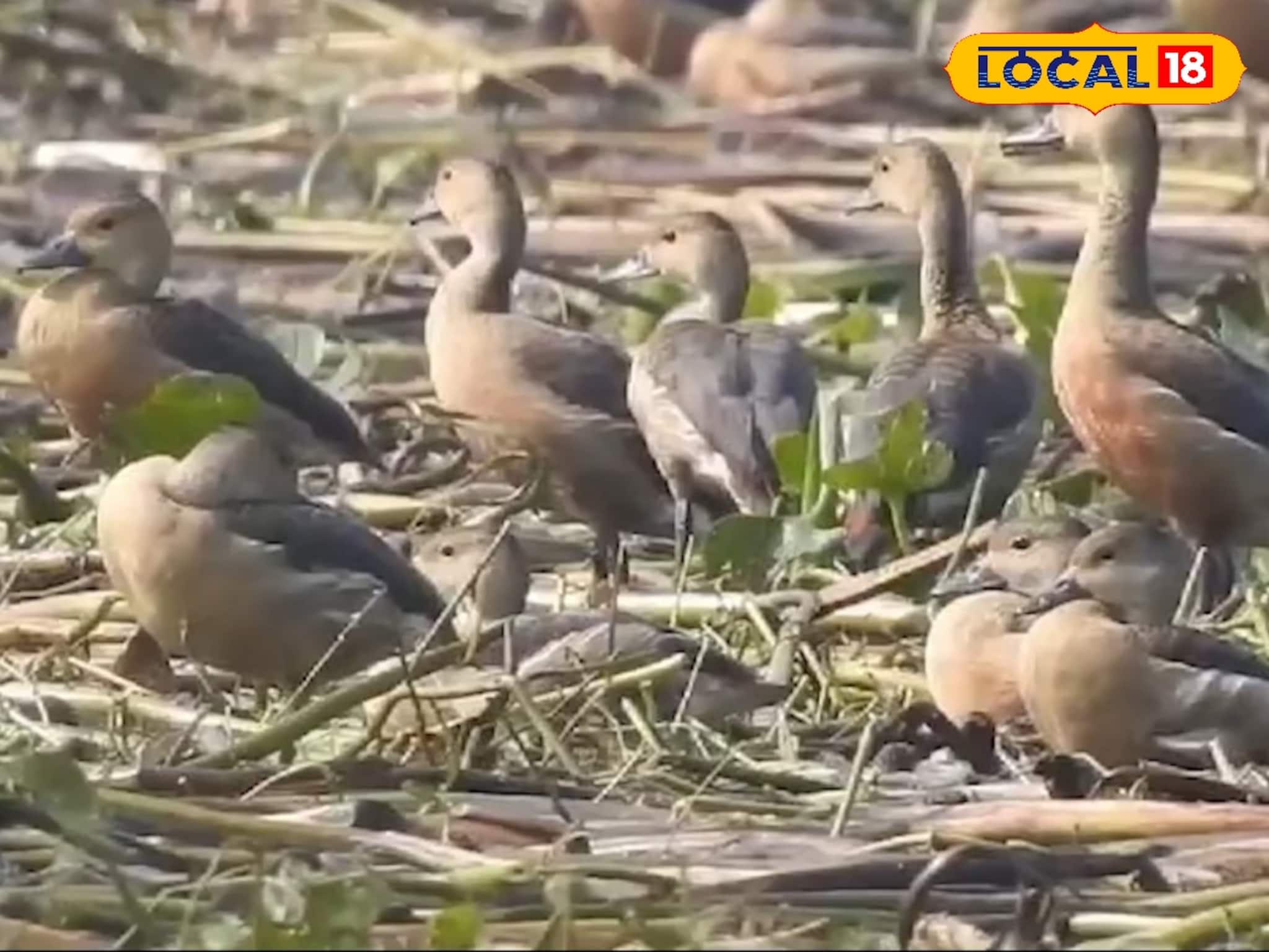 আর যেতে হবে না দূরে, বাংলাতেই রয়েছে পরিযায়ী পাখিদের স্বর্গরাজ্য, শীতে উপচে পড়া ভিড়