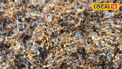 পিঁপড়ের চাটনি! শীতে ব্যাপক বিক্রি! খেলে হবে না ফুসফুসের সমস্যা, জানুন গুনাগুন