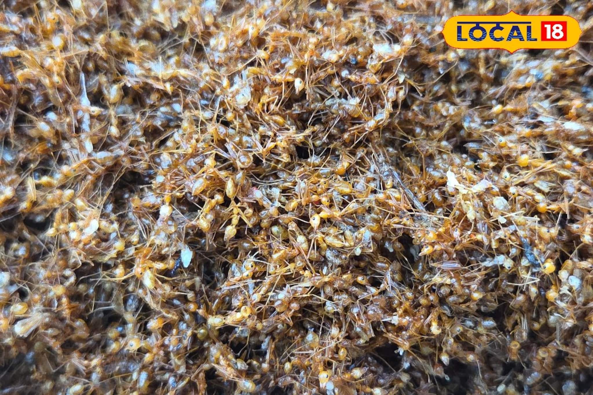 পিঁপড়ের চাটনি! শীতে ব্যাপক বিক্রি! খেলে হবে না ফুসফুসের সমস্যা, জানুন গুনাগুন