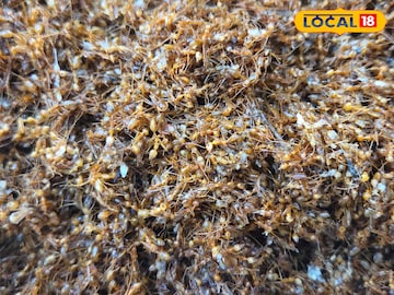 পিঁপড়ের