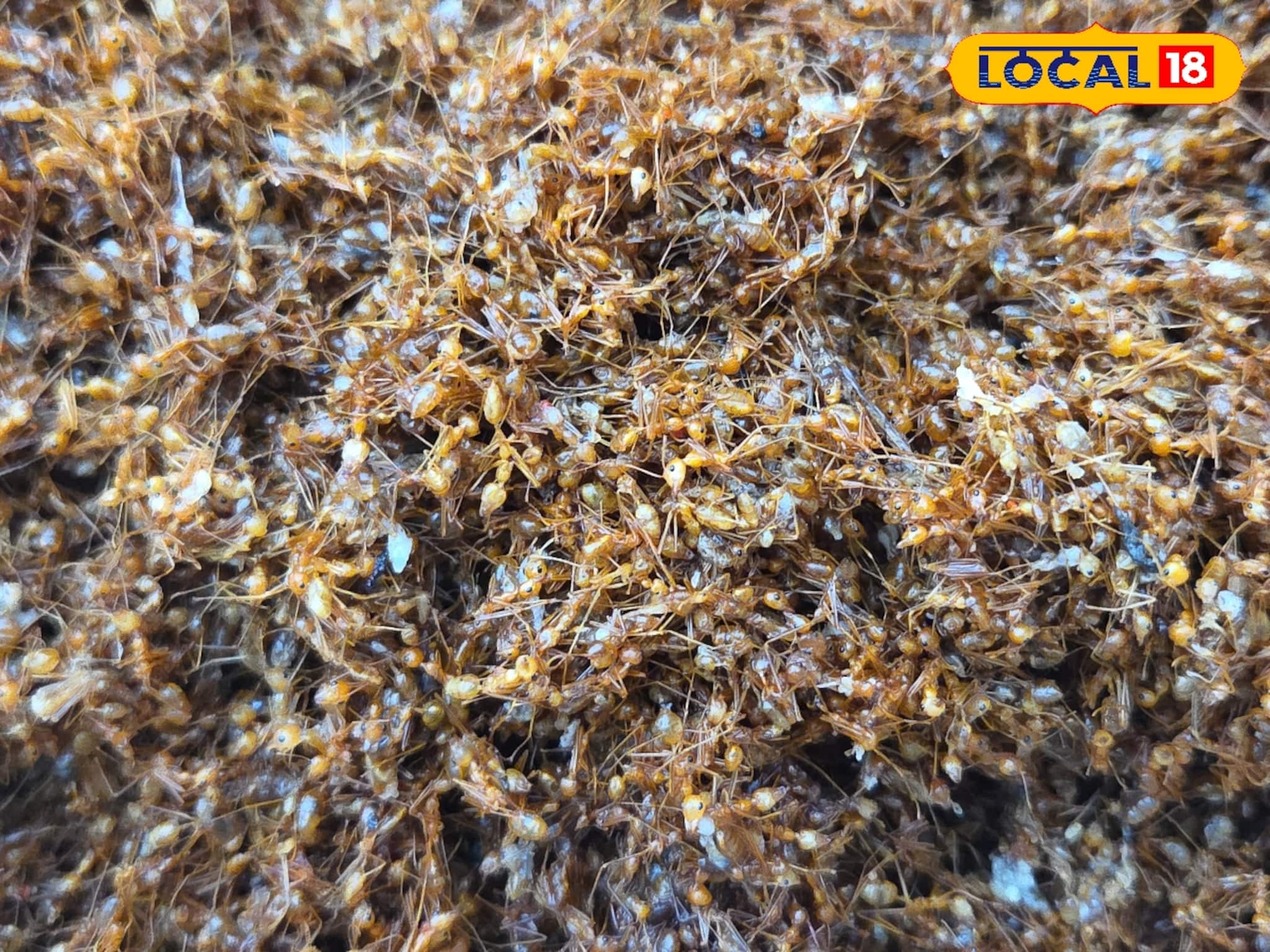 পিঁপড়ের চাটনি! শীতে ব্যাপক বিক্রি! খেলে হবে না ফুসফুসের সমস্যা, জানুন গুনাগুন