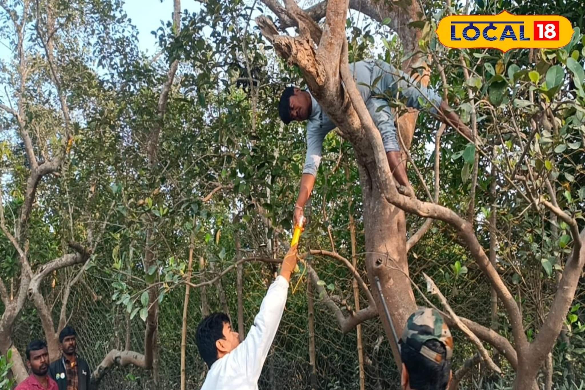 এই রংবেরঙের আলোর ভয়ে লোকালয়ে ঘেষবে না বাঘ! সুন্দরবনে ফিশিং সেন্সর লাইট