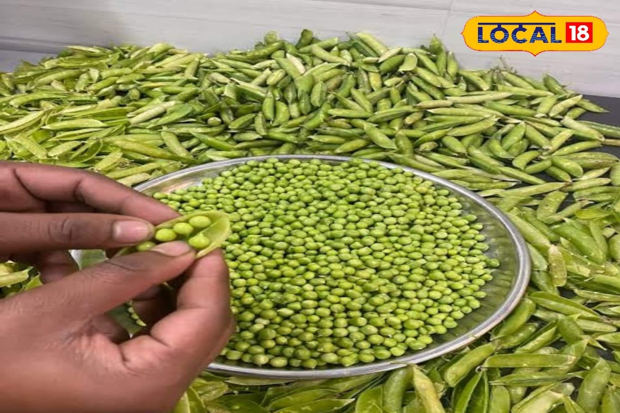 শীতে মটরশুঁটি কিনে বাড়িতেই সংরক্ষণ করুন 'এভাবে', সারা বছর থাকবে সবুজ, ফ্রেশ! স্বাদও অটুট শীতে মটরশুঁটি কিনে বাড়িতেই সংরক্ষণ করুন 'এভাবে', সারা বছর থাকবে সবুজ, ফ্রেশ! স্বাদও অটুট