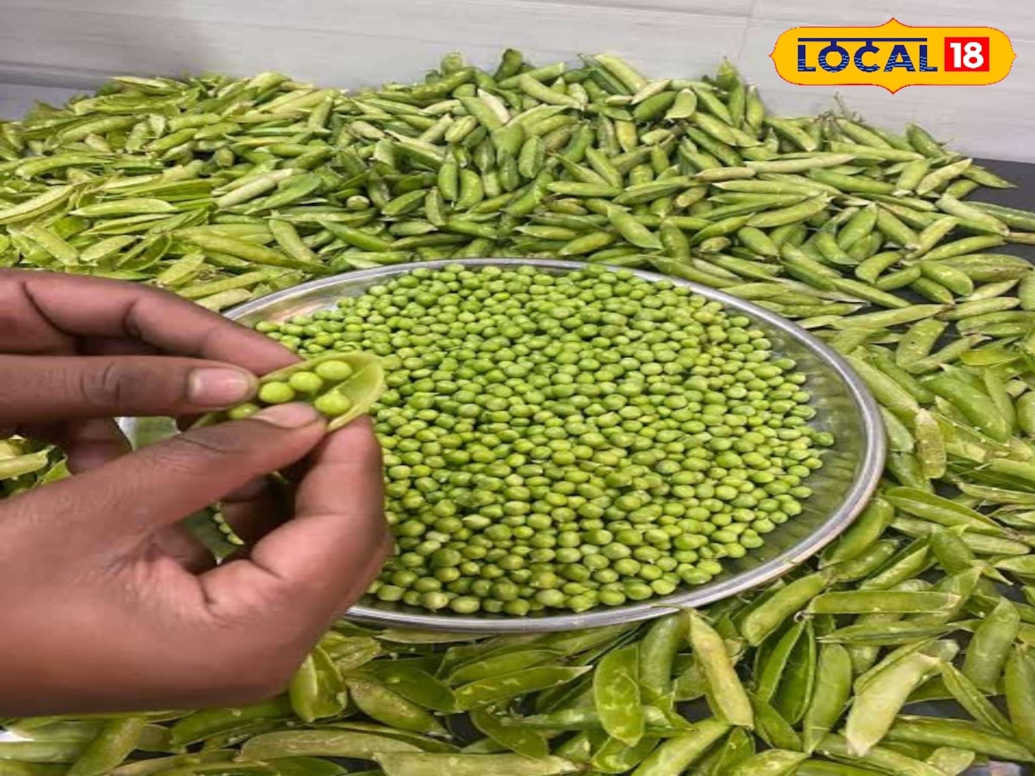 শীতে মটরশুঁটি কিনে বাড়িতেই সংরক্ষণ করুন 'এভাবে', সারা বছর থাকবে সবুজ, ফ্রেশ! স্বাদও অটুট শীতে মটরশুঁটি কিনে বাড়িতেই সংরক্ষণ করুন 'এভাবে', সারা বছর থাকবে সবুজ, ফ্রেশ! স্বাদও অটুট