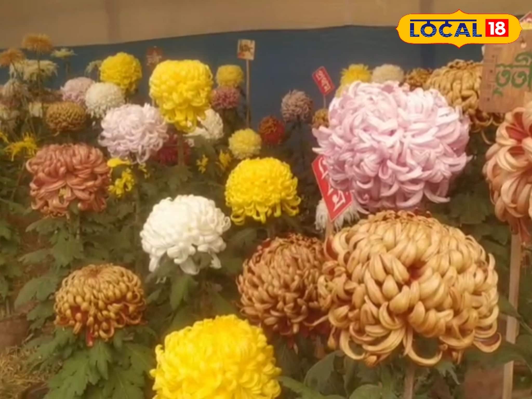 গোলাপ, চন্দ্রমল্লিকা থেকে গাঁদা, ডালিয়া! জিয়াগঞ্জে কে ‘বেস্ট ফ্লাওয়ার অফ দ্য শো'? গোলাপ, চন্দ্রমল্লিকা থেকে গাঁদা, ডালিয়া! জিয়াগঞ্জে কে ‘বেস্ট ফ্লাওয়ার অফ দ্য শো'?