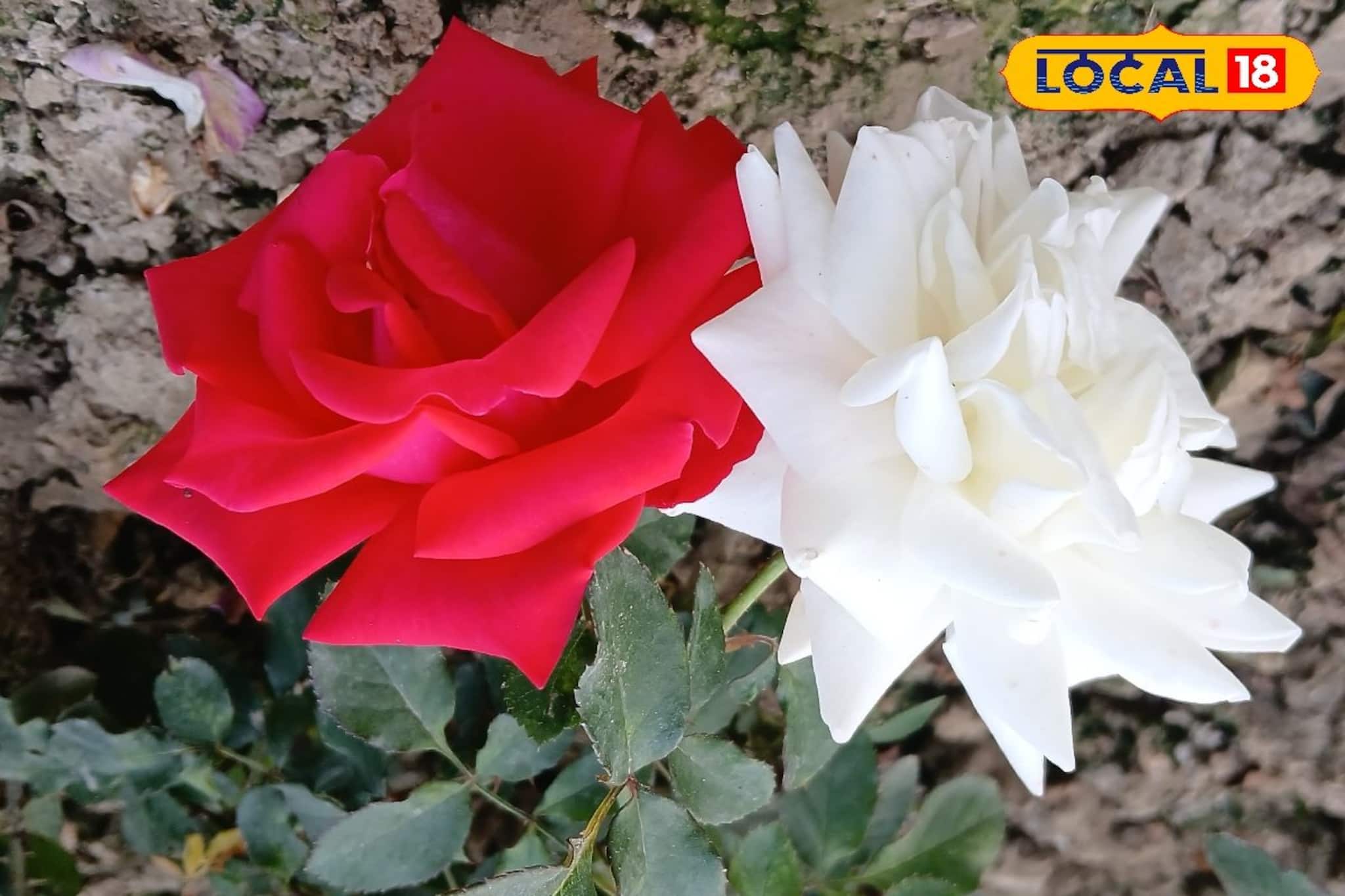 পৌষালী বাতাসে মাথা দোলাচ্ছে নানা রঙের গোলাপ...ঘরের কাছেই গোলাপগ্রামে আসুন ছোট্ট অবসরে পৌষালী বাতাসে মাথা দোলাচ্ছে নানা রঙের গোলাপ...ঘরের কাছেই গোলাপগ্রামে আসুন ছোট্ট অবসরে